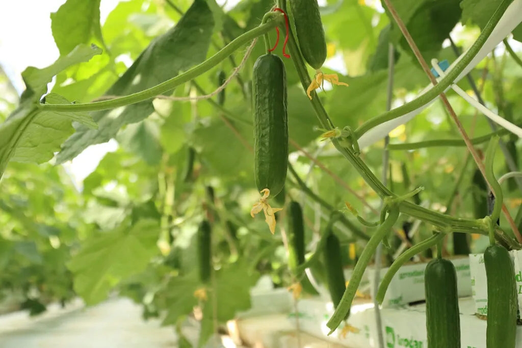 Fresh cucumbers growing on the vine